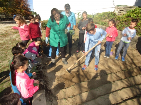 Plantação de cebolo